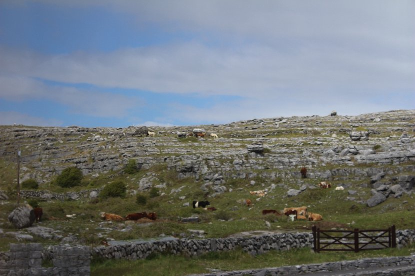 Wild Horses and Cattle at the Burren